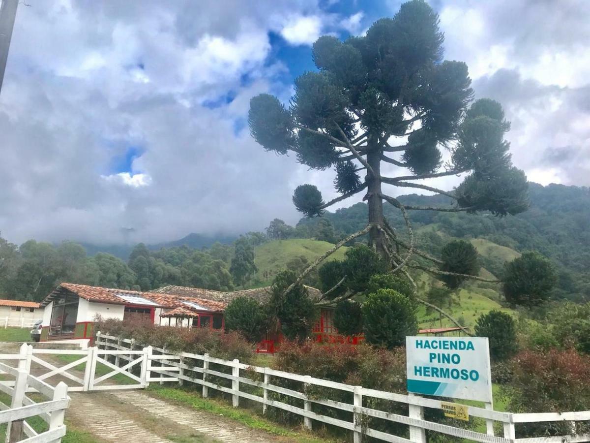 Ecohotel Pinohermoso Reserva Natural サレント エクステリア 写真